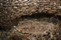   Wobbegong Shark  